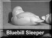 Bluebill Sleeper