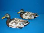 Gohl-Eclipse Drake Mallard