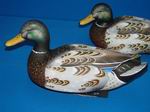 Bob Gohl-Eclipse Drake Mallard