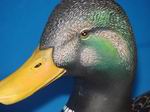 Eclipse Drake Mallard by Bob Gohl