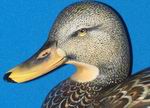 Bob Gohl-Hen Mallard