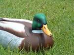 JW King-Mallard Drake