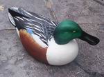 Drake Shoveler by Mark Schupp