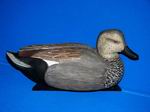 Gadwall