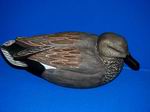 Gadwall