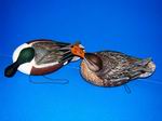 Shoveler-top view