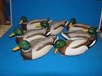 Mallard Drakes