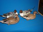 Pintail