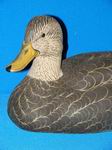 Blackduck Magnum