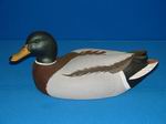 Mallard Drake