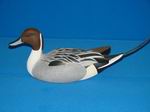 Pintail Drake