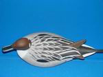 Pintail Drake