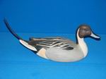 Pintail Drake