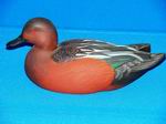 Cinnamon Teal Drake