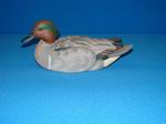 Teal-Green Wing Drake