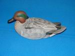 Teal-Green Wing Drake