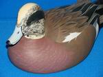 Widgeon Drake