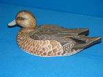 Widgeon Hen