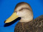 Black duck