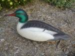 Common Merganser-Drake