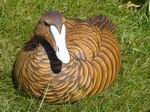 Common Eider-Hen