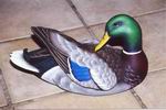 Mallard Drake-Wing Preener