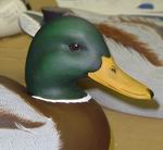 Mag. Mallard-Drake Head