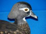 Wood Duck-Hen