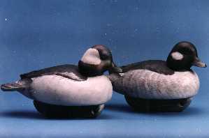 Bufflehead