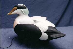 Eider