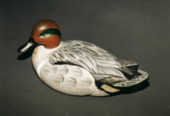 Greenwing Teal