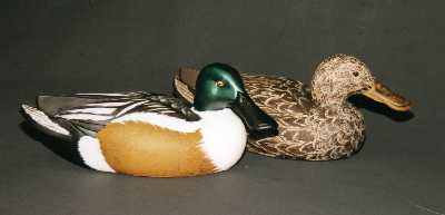 Shoveler