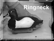 Ringneck