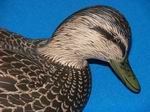 Blackduck-001c