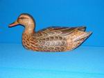 Standard Mallard Hen-003a-side view