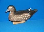 Keeled Hen Wood Duck-001