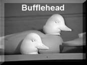 Bufflehead