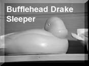 Bufflehead Sleeper