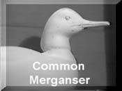 Common Merganser