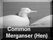 Common Merganser hen