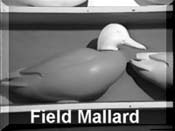 Field Mallards