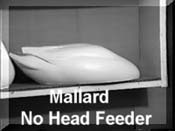 Mallard - Floater