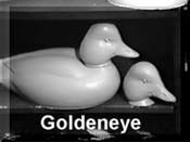 Goldeneye