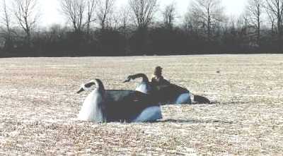 Lock Stock & Barrell - Goose Blind