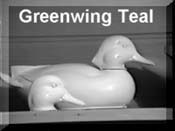 Greenwing Teal
