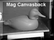 Canvasback - Magnum