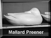 Mallard - Preener