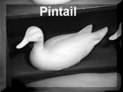 Pintail