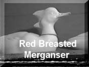 Red Breasted Merganser