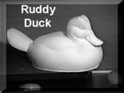 Ruddy Duck